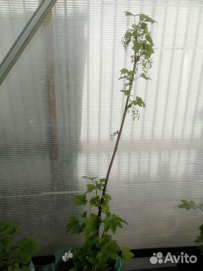 Чёрная, белая, красная смородина