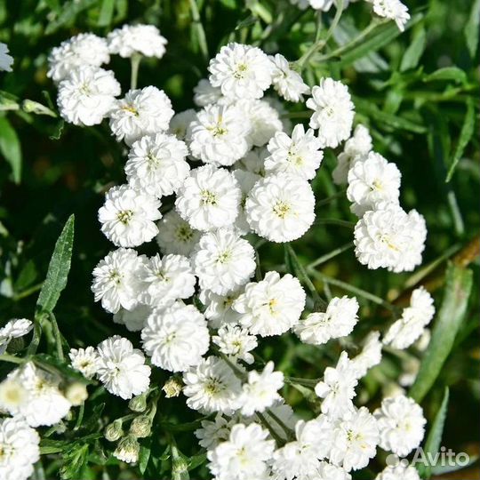 Тысячелистник,вейгела