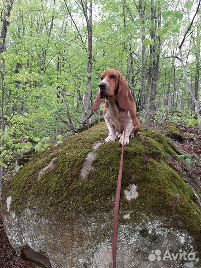 Бассет хаунд
