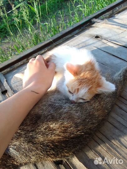 Котёнок в добрые руки