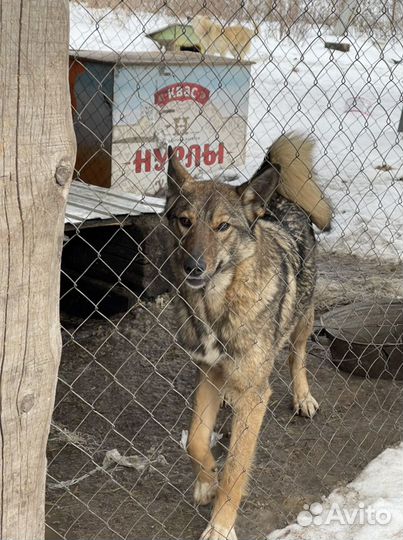 Охранницы на цепь - стерилизованные