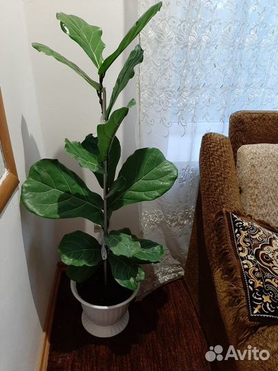 Шефлера,фикусы