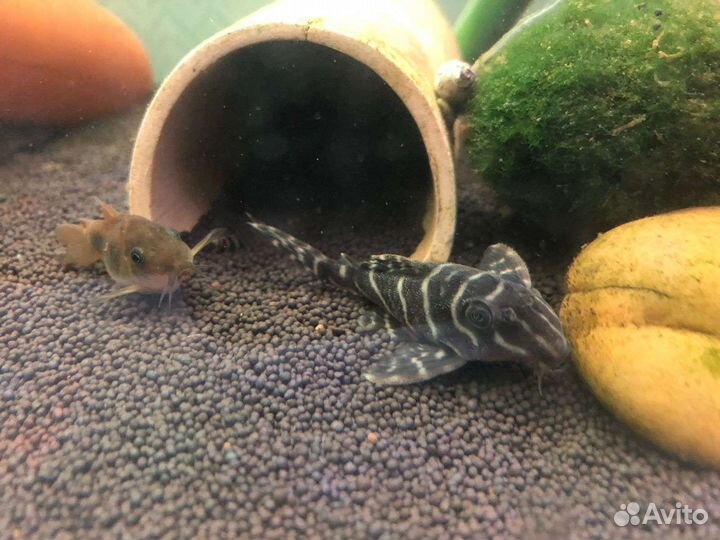 Гуппи Красный Дракон (чистая линия) и l сомы