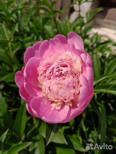 Букет пионов