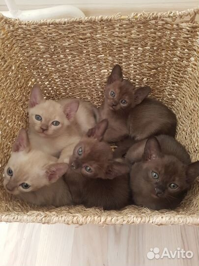 Котята европейской бурмы