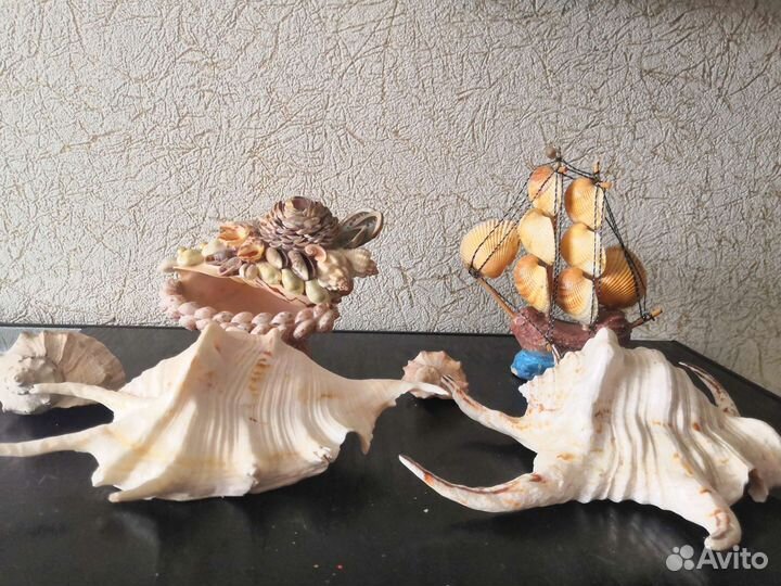Ракушки большие