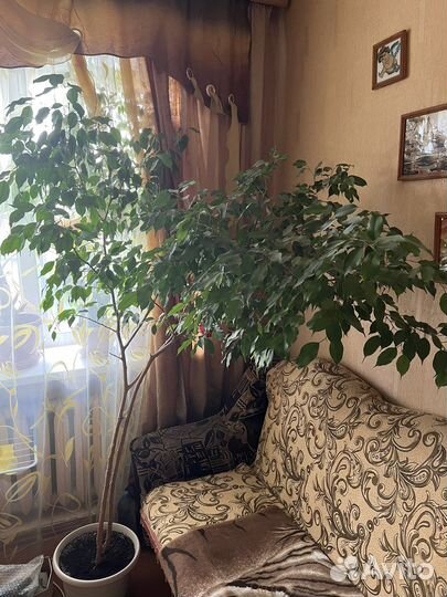 Фикус бенджамина