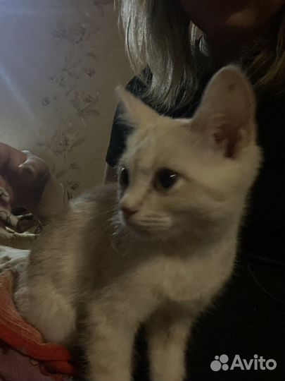 Котики бесплатно в добрые руки