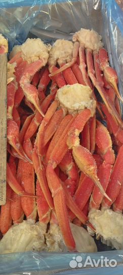 Конечности краба стригуна