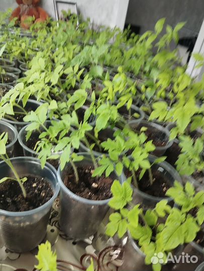 Рассада помидор