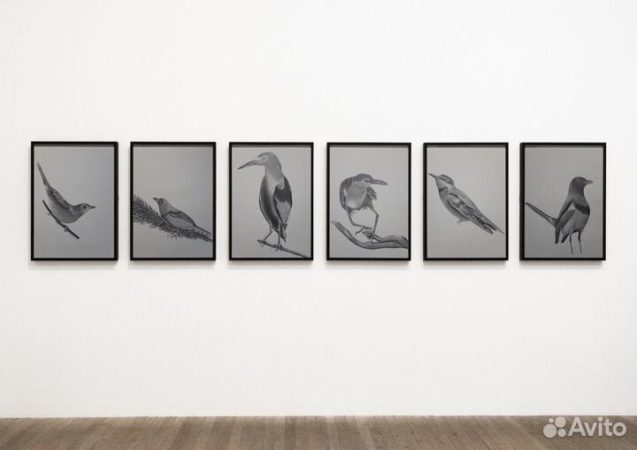 Иллюстрации Птицы