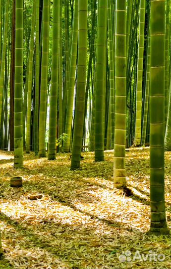 Бамбук на все случаи жизни)