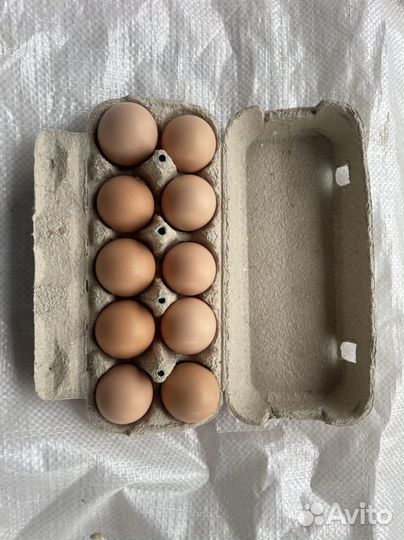 Инкубационное яйцо Фавероль