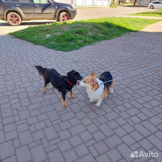 Юной коасотке нужен человек