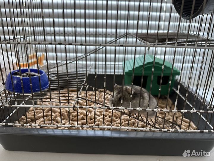 Хомяк. Клетка