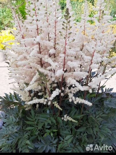 Цветы садовые многолетние