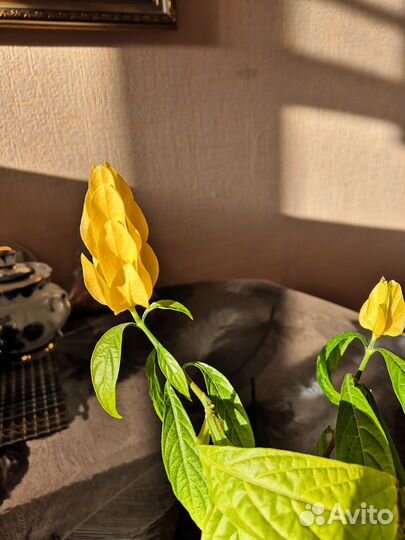 Комнатные цветы