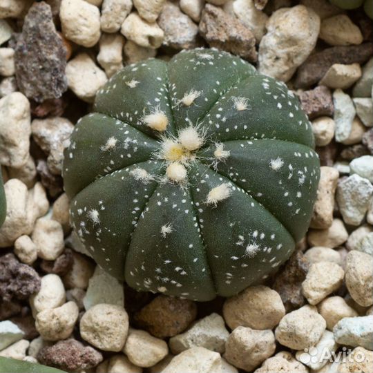 Кактус Астрофитум