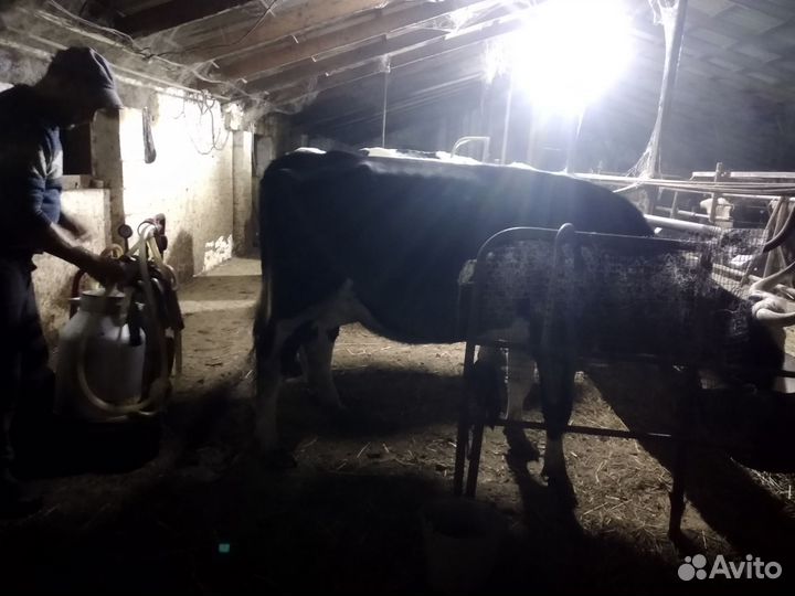 Молочные коровы