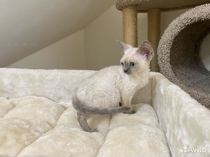 Девон рекс синеглазый Дарси