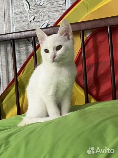 Котик бесплатно