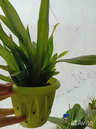 Камбрия Буррагеара