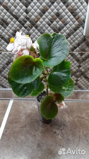 Гименокаллис, Бегония, Каланхоэ цветущий