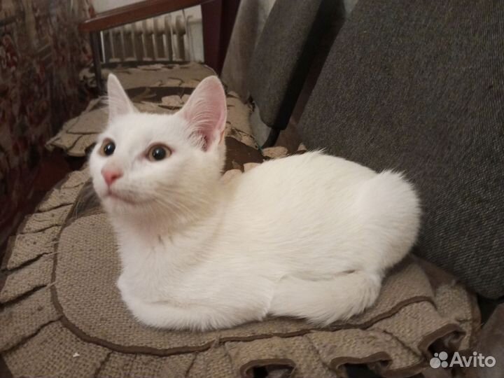 Котенок мальчик