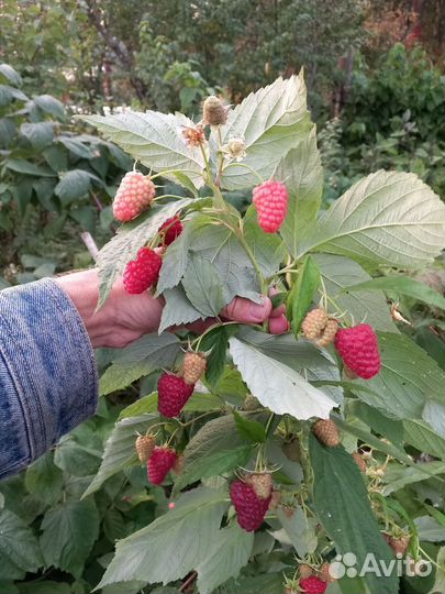 Малина ремонтантная саженцы