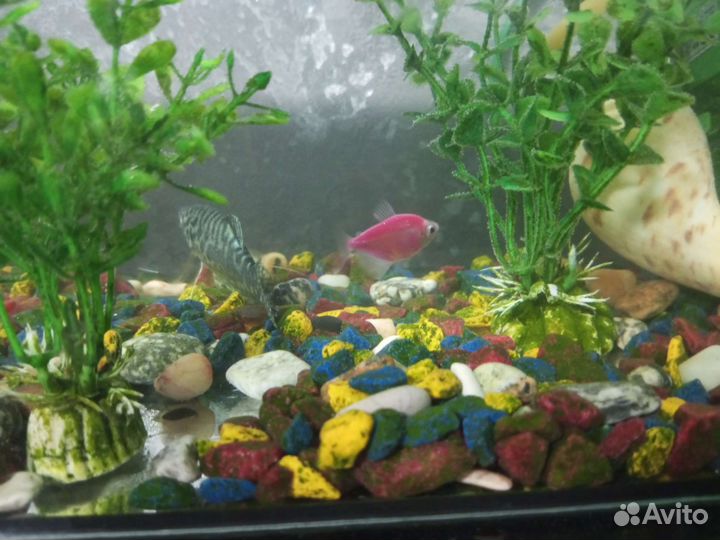Аквариум с рыбками