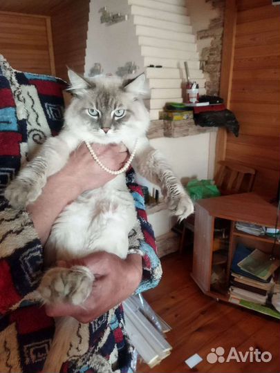 Невская маскарадная