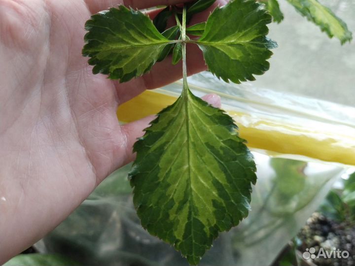 Дуранта, полисциасы