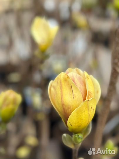 Магнолия желтая