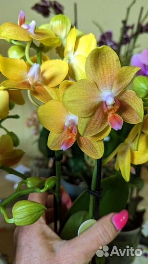 Орхидеи фаленопсис