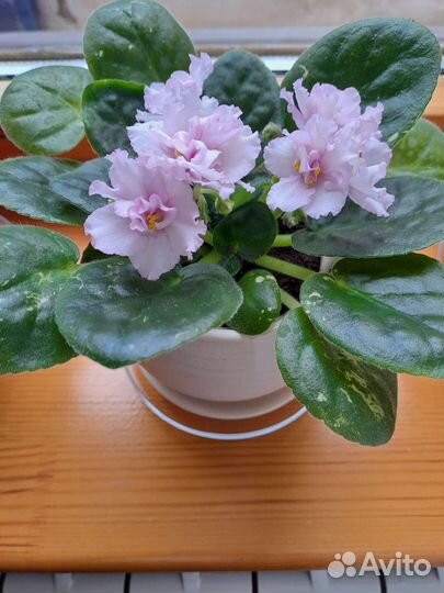 Фиалка в пластиковом горшке пока без цветов