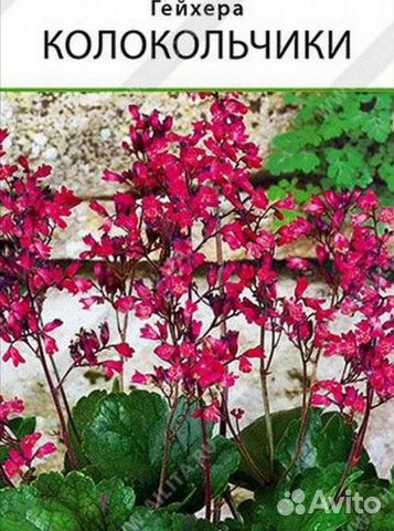 Растение гейхера