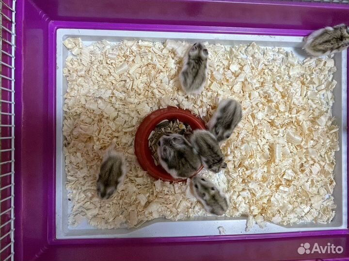 Джунгарский хомяк