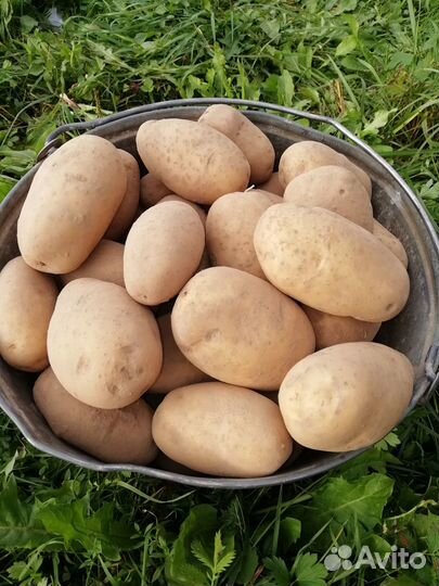 Семенной картофель