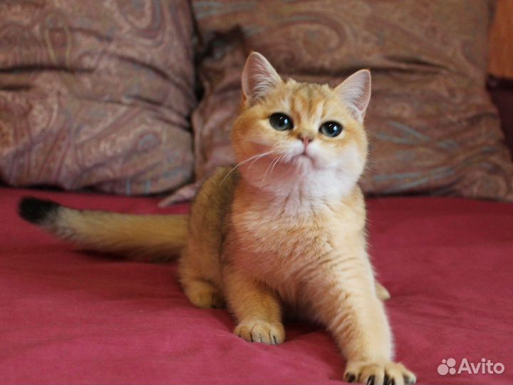 Британская золотая шиншилла