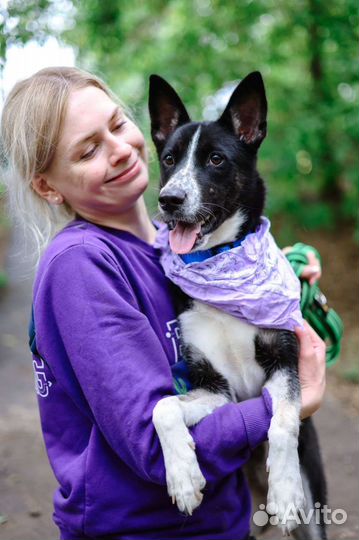 Небольшая, ласковая собака из приюта в квартиру