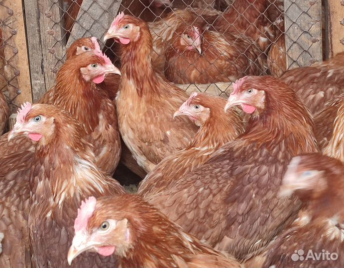 Курица молодка