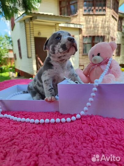 Американский булли