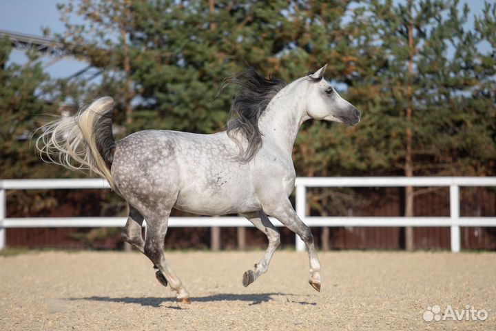 Мерин арабской чистокровной породы