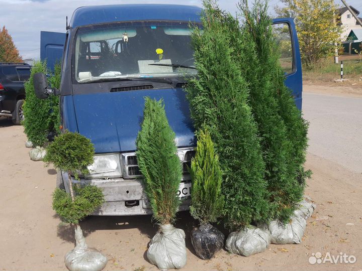 Туя брабант смарагд колумна