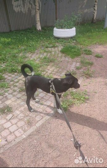 Выброшен домашний щенок ищет дом или передержку