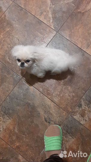 Пекинес для вязки