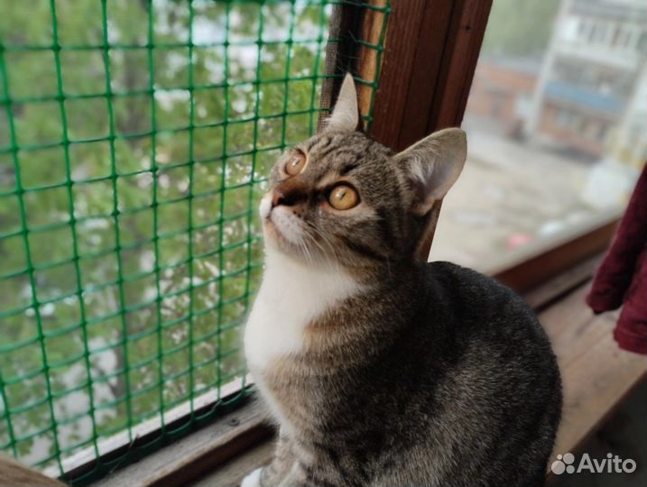А вы любите ласковых котеек
