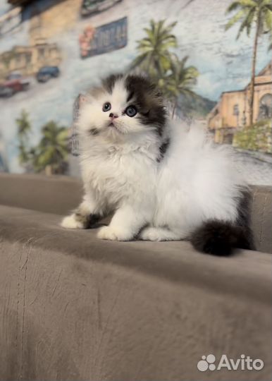 Котята хайленд фолд