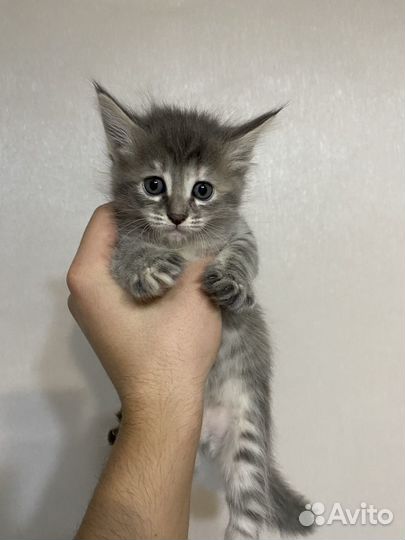 Котята Мэйн кун