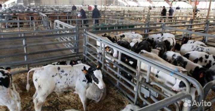 Бычки телята